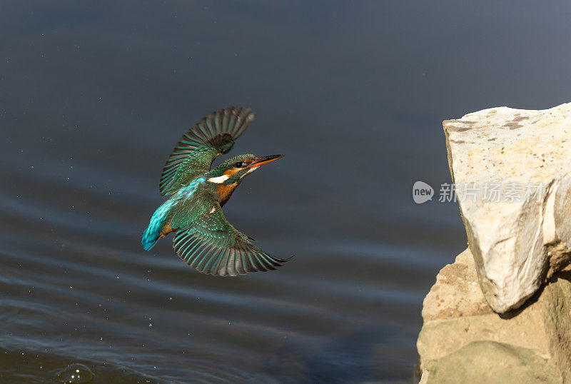 雌性普通翠鸟(Alcedo atthis)